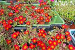 IMG-20250625-WA0005