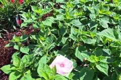 IMG-20250625-WA0006