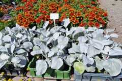 IMG-20250625-WA0007
