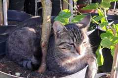 IMG-20250625-WA0009