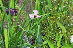 IMG-20250625-WA0012