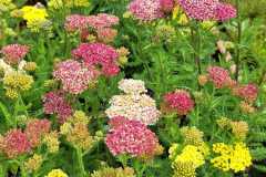 IMG-20250625-WA0013