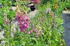IMG-20250625-WA0016