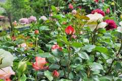 IMG-20250625-WA0017