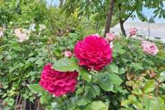 IMG-20250625-WA0019