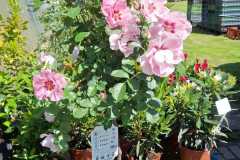 IMG-20250625-WA0020