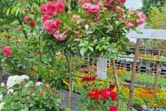 IMG-20250625-WA0021
