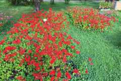 WhatsApp-Image-2026-07-01-at-09.51.51-1